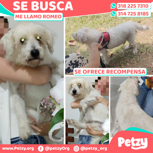 Foto de mascota Romeo