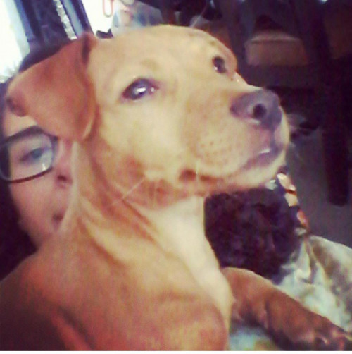 Toby