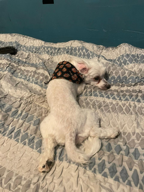 Bebé