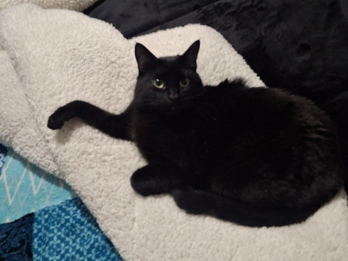 Luci