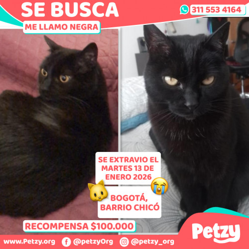 Foto de mascota Negra