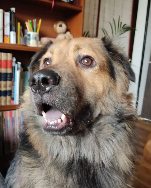 Apolo