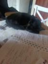Foto de Oreo en Cartago Valle del Cauca #4