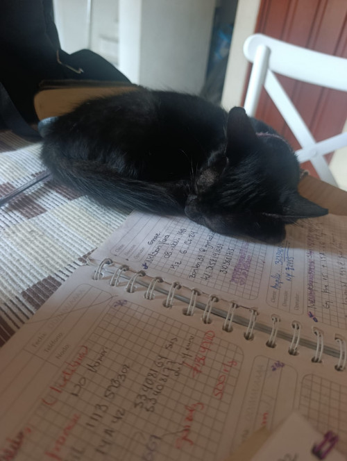 Oreo