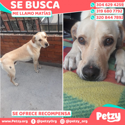 Foto de mascota Matías