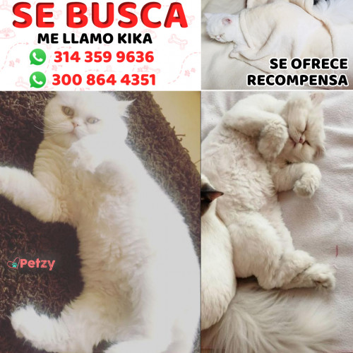 Foto de mascota Kika