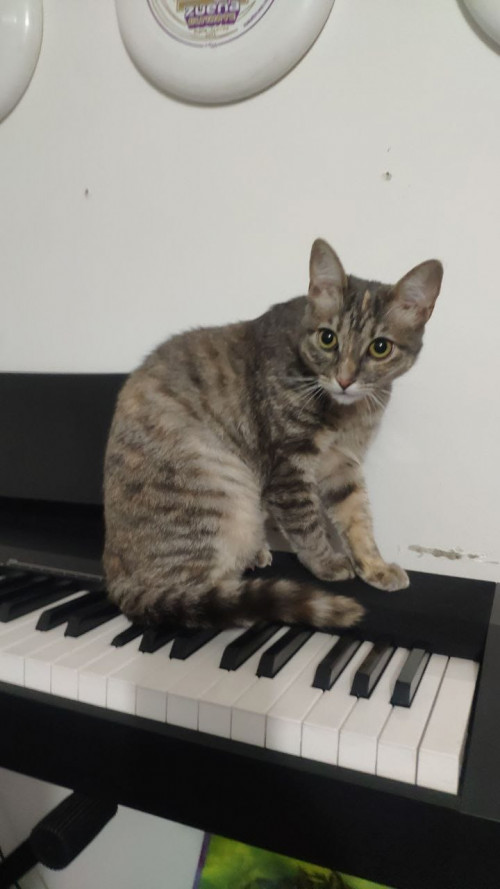Hoshi (michi)
