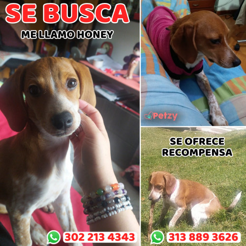 Foto de mascota Honey