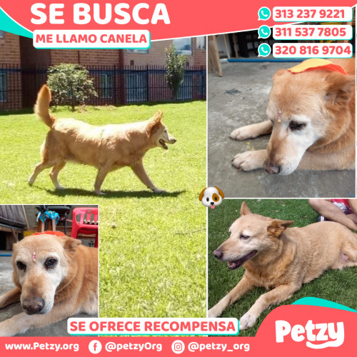 Foto de mascota Canela