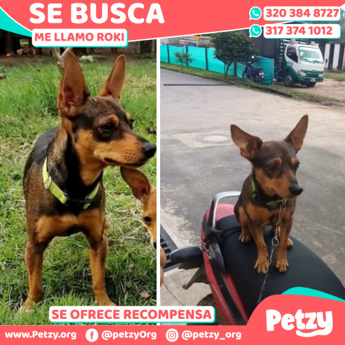 Foto de mascota Roki