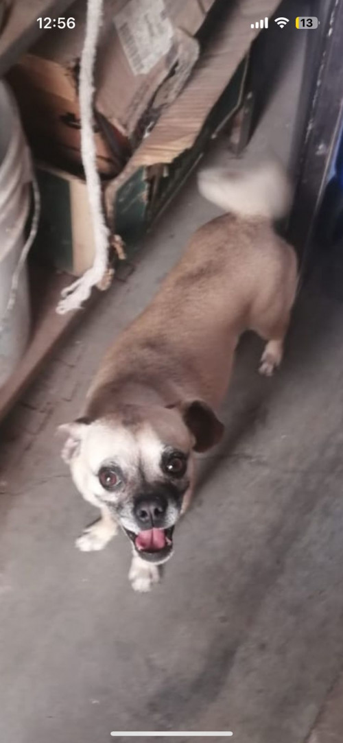Panchita