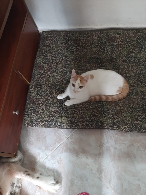 Pelinsu