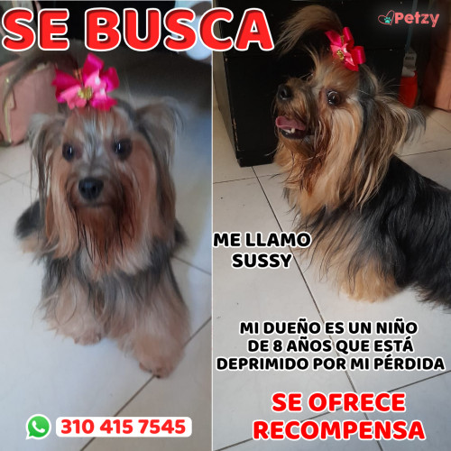 Foto de mascota Sussy