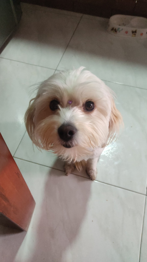 Milú
