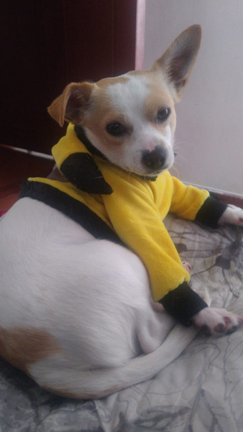 Apolo