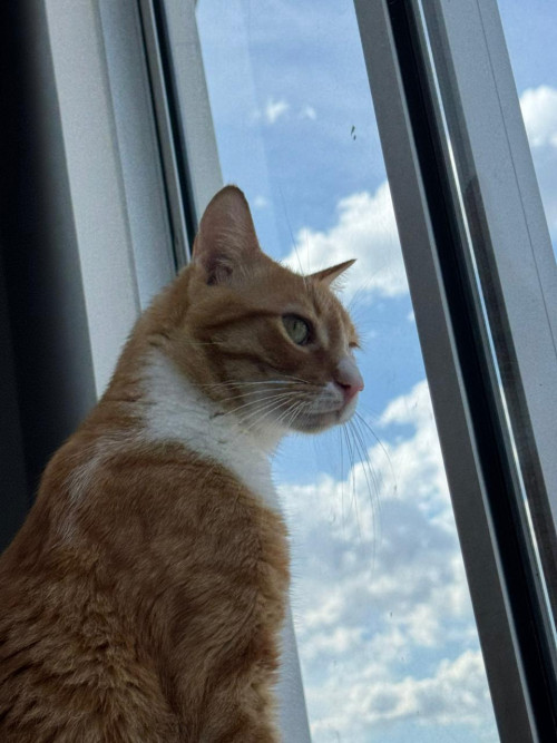 Simba