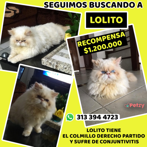 Foto de mascota Lolito