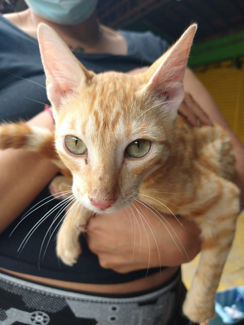Tigre