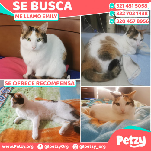 Foto de mascota Emily