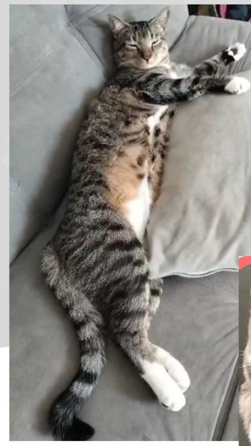 Misky