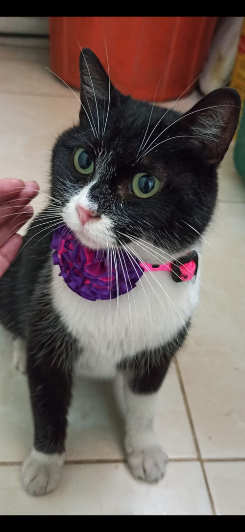 Sabrina