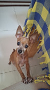 Foto de Mona en Villavicencio Meta #0