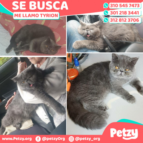 Foto de mascota Tyrion