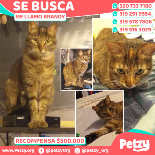 Foto de mascota Brandy