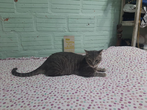 Garfield