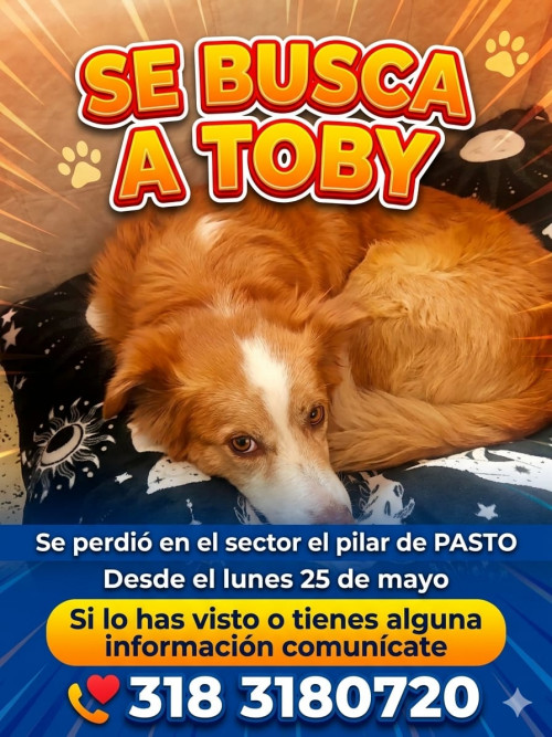 Toby