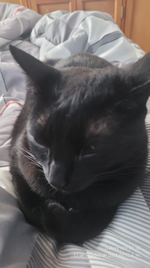 Nala