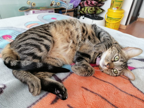 Kira