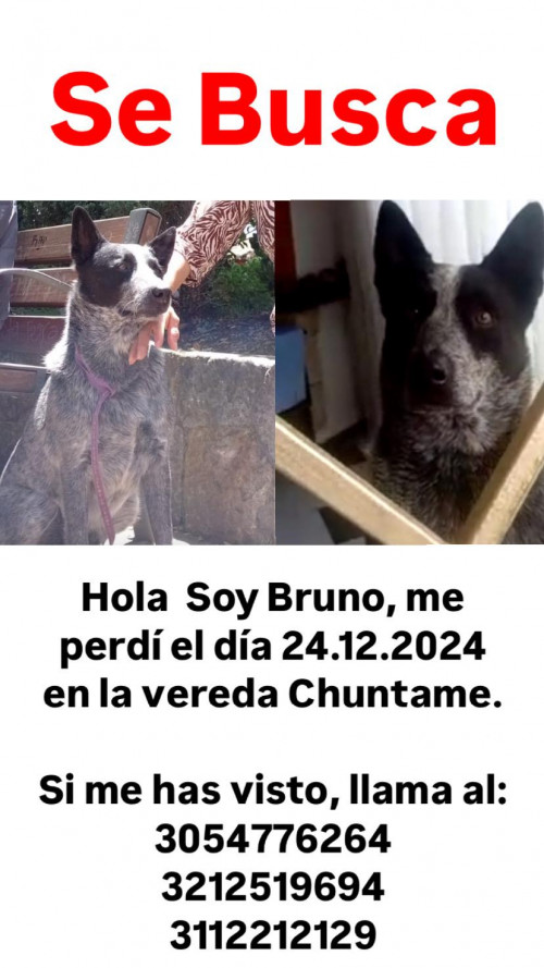 Bruno