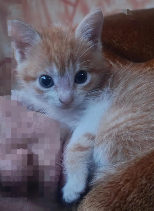 Cheeto