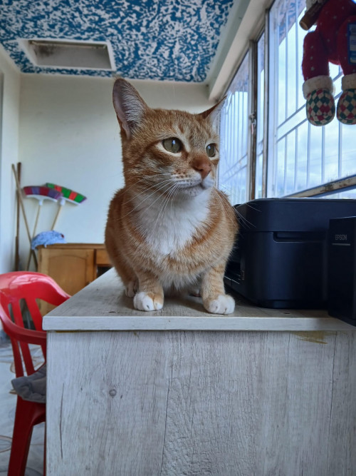 Garfield