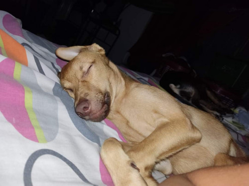 Thor