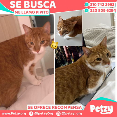 Foto de mascota Pipito