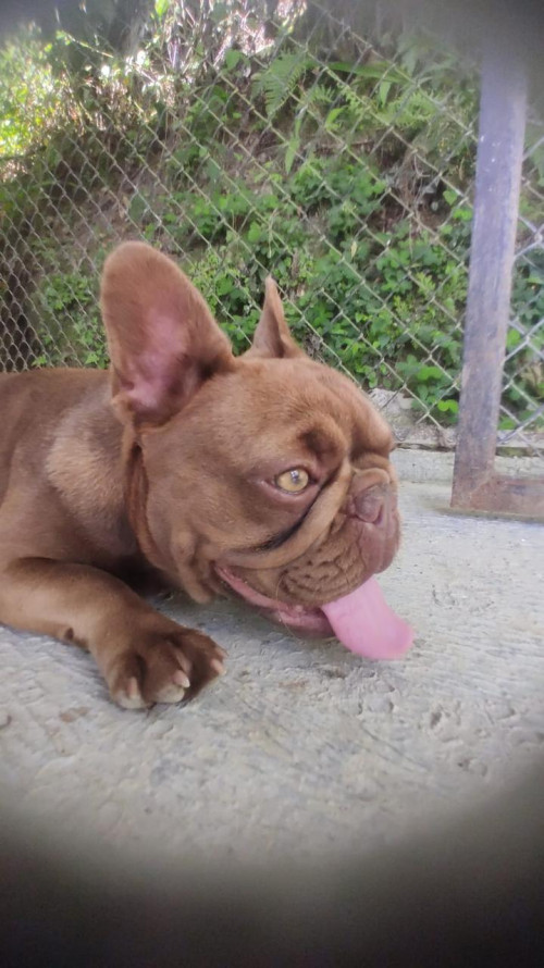 Mocca