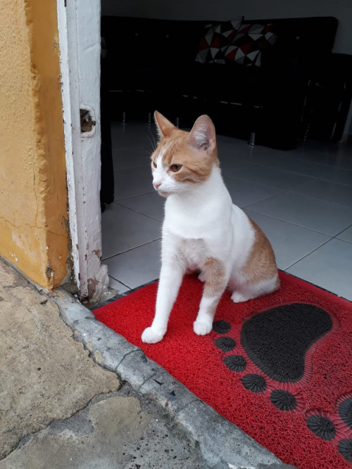 Alfonsina