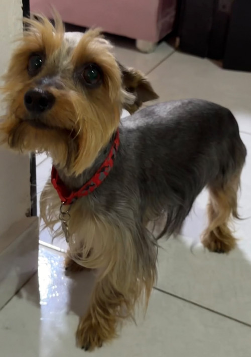 Max