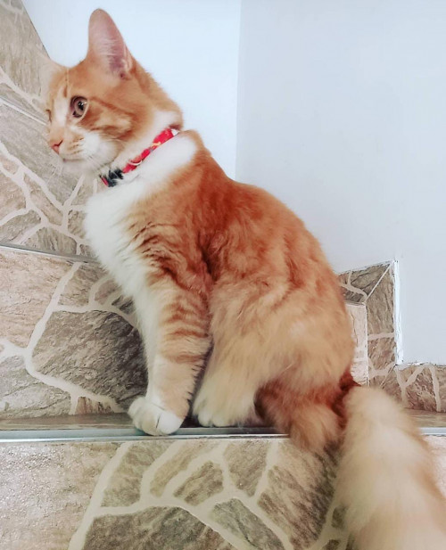 Gaturro