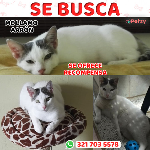 Foto de mascota Aarón