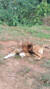 Foto de Aquiles en Yumbo Valle del Cauca #5