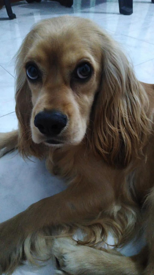 Coco