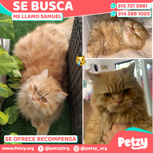 Foto de mascota Samuel