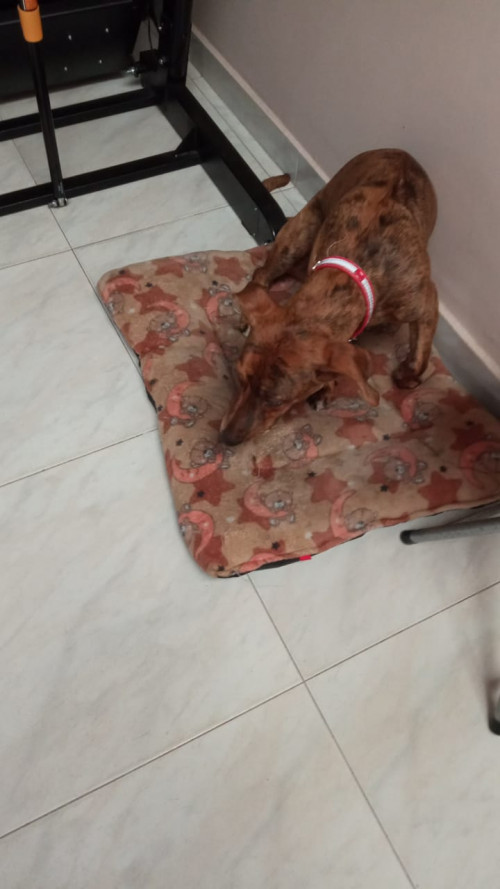 Mía