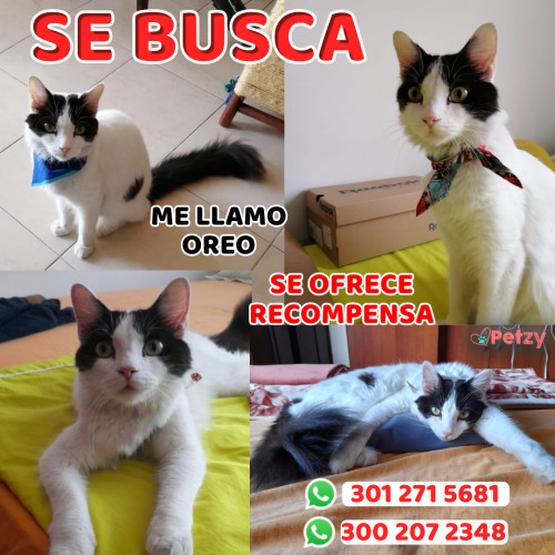 Foto de mascota Oreo