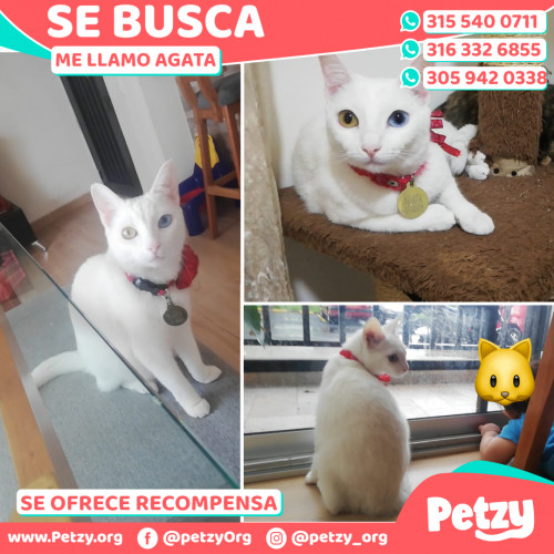 Foto de mascota Agata