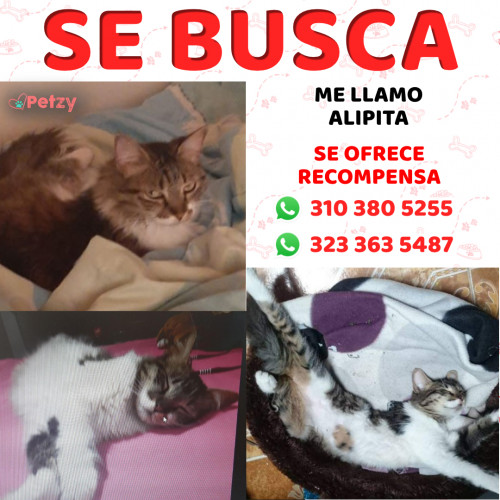 Foto de mascota Alipita