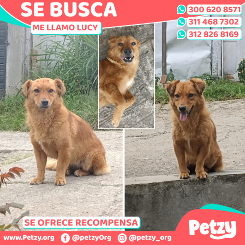 Foto de mascota Lucy 